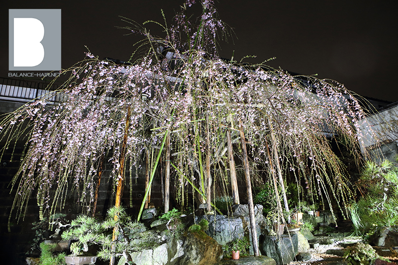 枝垂桜 しだれ桜 枝垂れ桜 三春 日立市美容室 ナチュラルロマンティック写真 茨城県 滑川 日立駅前 BALANCE-HAIR.NET バランス ヘアー BALANCE HAIR BALANCEHAIR @balance-hair LINE@ 3.11 日立市 美容室 ひたち 美容院 理容室 理容院 口コミ ヘアカタ ﾍｱｶﾀﾛｸﾞ 髪型 いいね イイネ メンズ Men おすすめ ｵｽｽﾒ 人気 価格 メニュー 小木津 十王 川尻 高萩市 北茨城市 大甕 多賀 東海村 里見 常陸太田市 ﾍｱｻﾛﾝ ﾍｱｰｻﾛﾝ ﾍｱｶﾗｰ ﾃﾞｼﾞﾊﾟｰ ﾃﾞｼﾞﾀﾙﾊﾟｰﾏ ブログ blog 美容師 